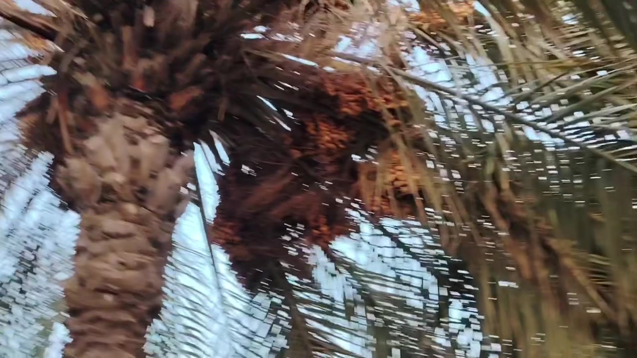 السلام عليكم عدي هاي النخله وحده محمله رطب اكثر  ٦ عثك رايد واحد يطع السعف وياخذ رطبه مقابل التعب اليعرف  يتصل عليه ***********
