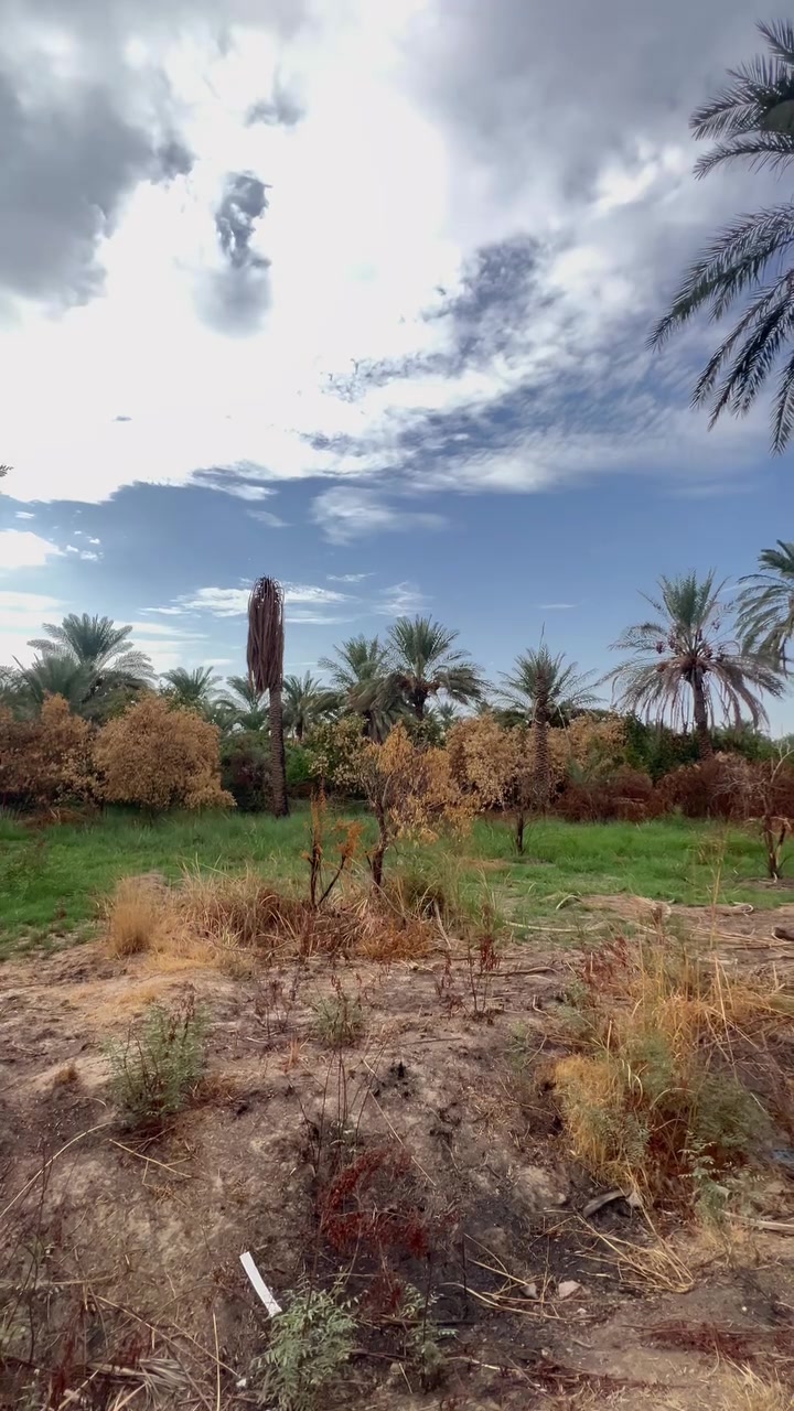 بغداد الراشديه • ٦٠٠م • طابو زراعي