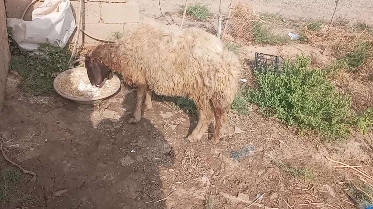 للبيع • ربط • قابل للتفاوض