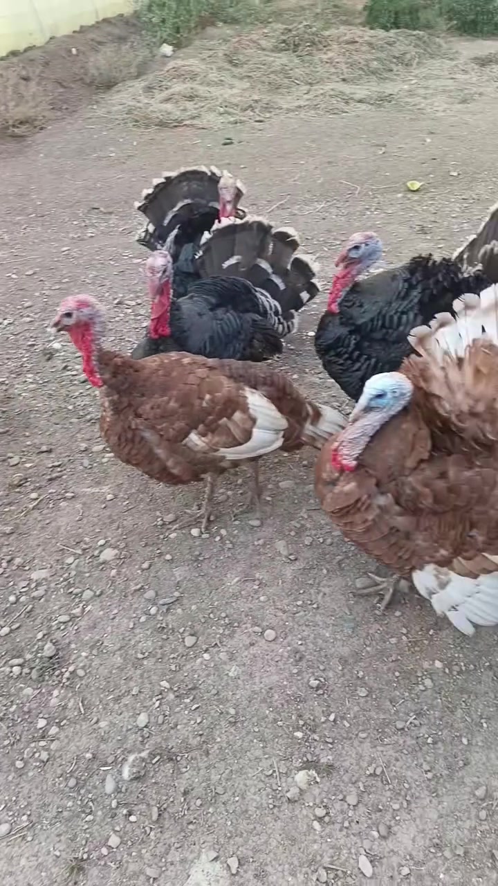 فسيفس • ٦ فحل • بازيان