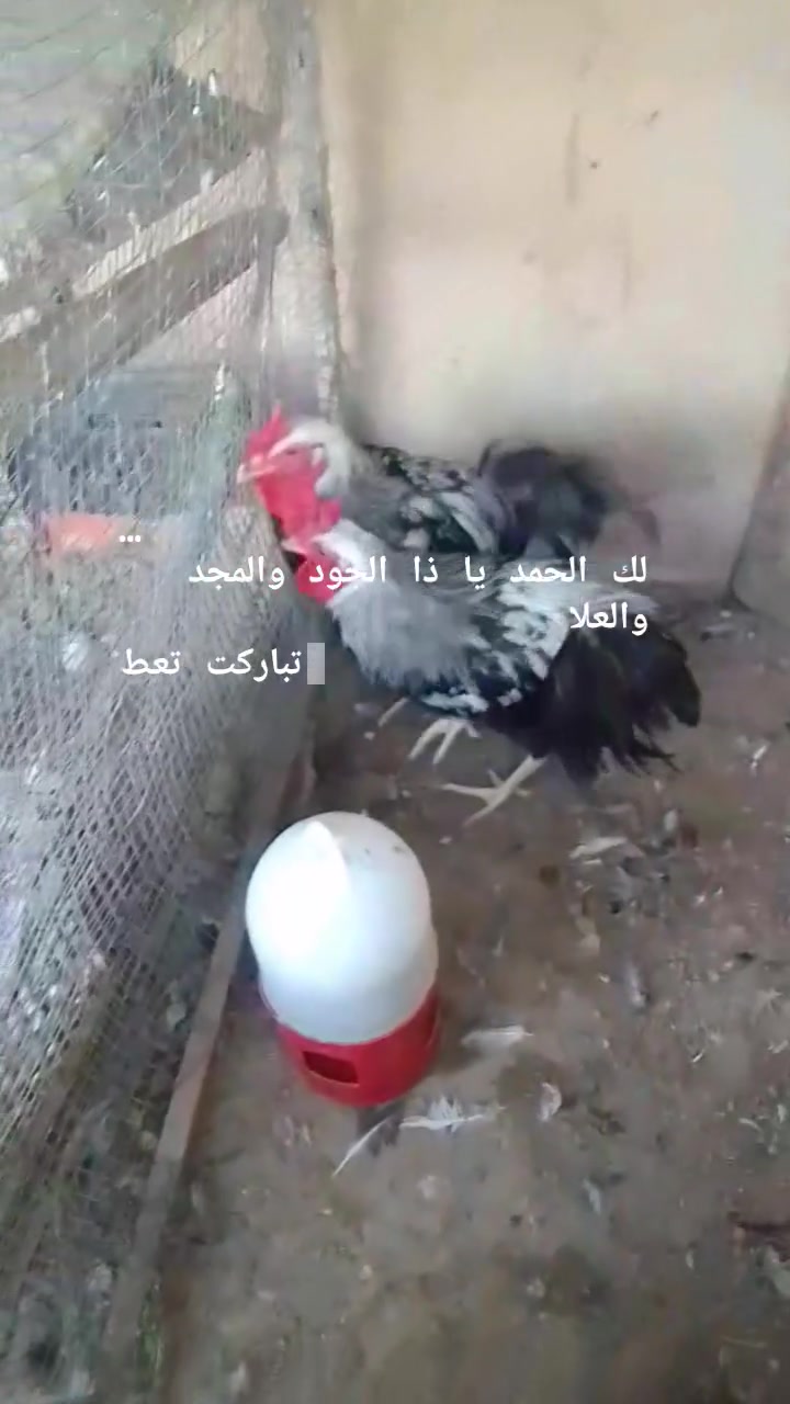 متاح ديوك للبيع زوج 25 دندراوي خط اول عمره 6 شهر ونص مكاني قضاء عنه براس الغربي شراي يدخل خاصه ويتصل على رقم الهاتف ***********
