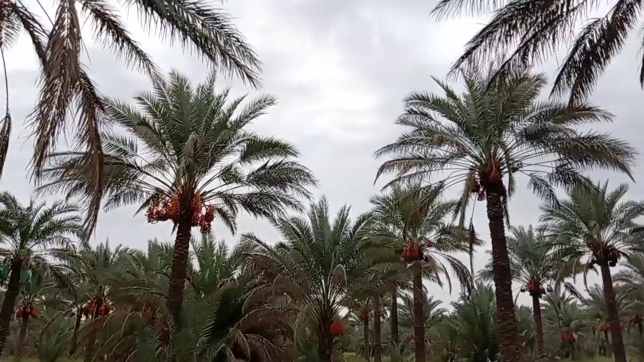 بساتين الازري • ١٧دونم • نخل عمر واحد