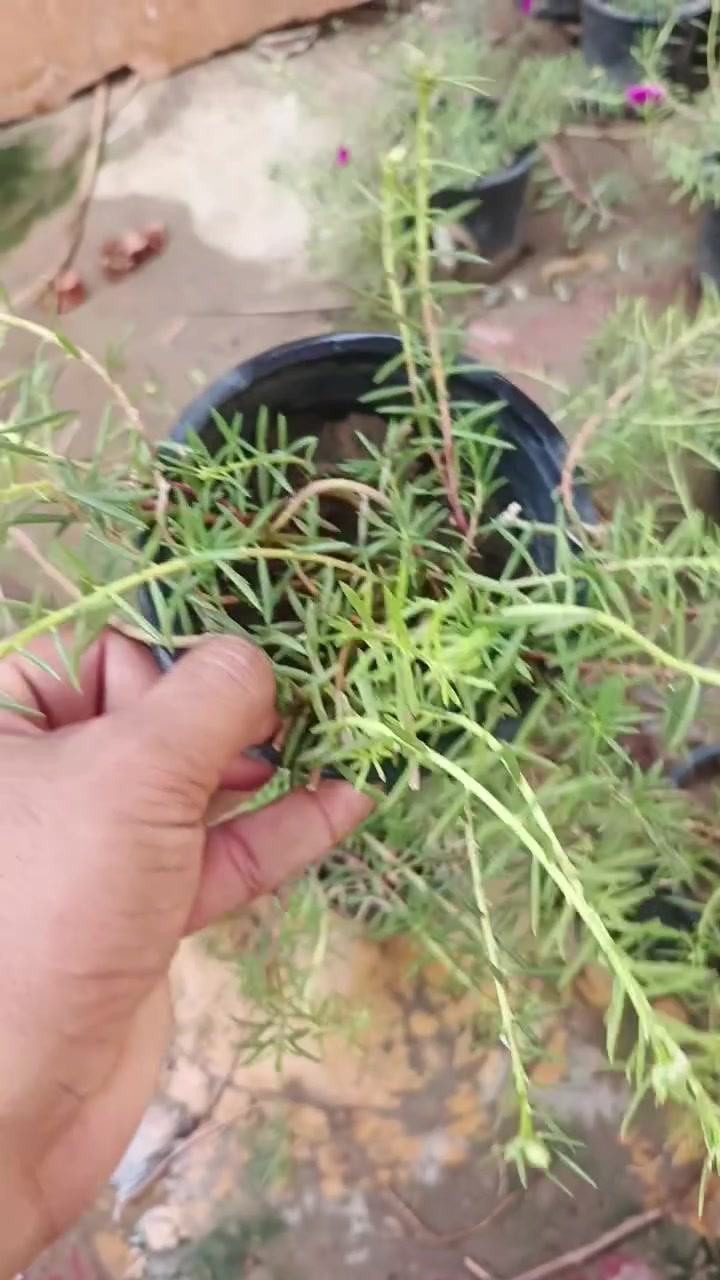 سندانة • ورد الصباح • ألوان مشكّلة