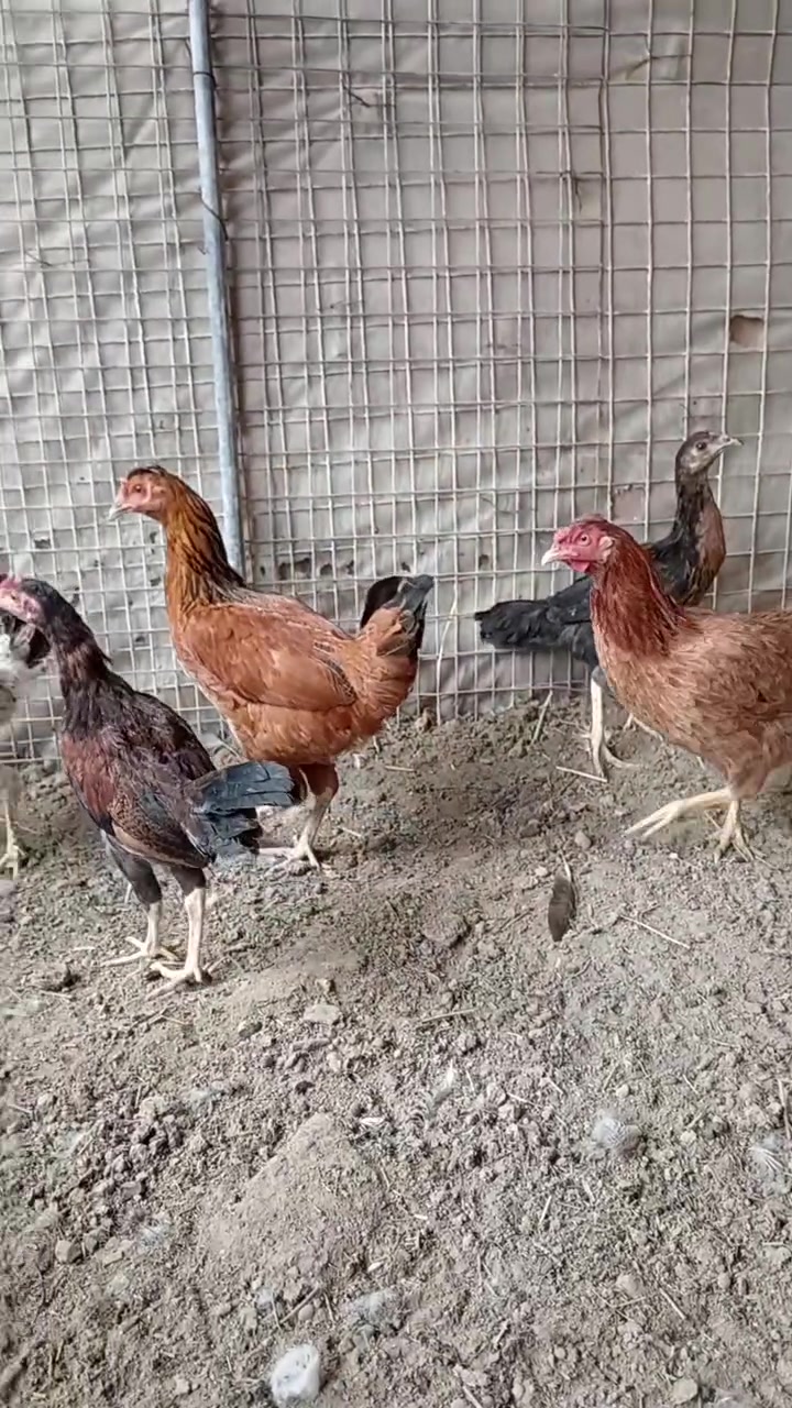 ملقحات • نضيفات • زوج