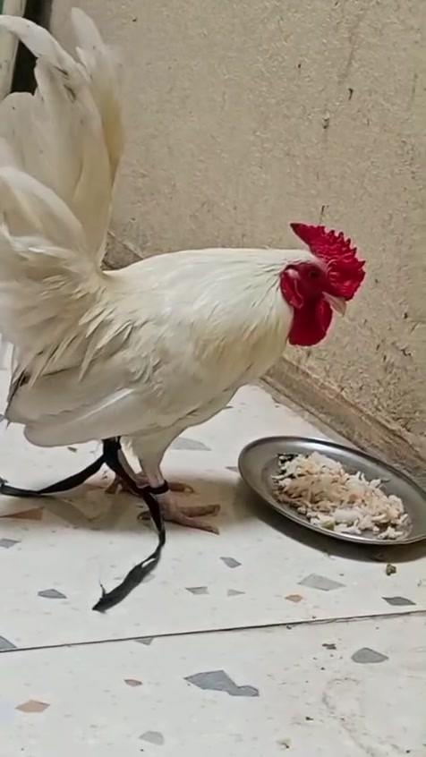 للبيع • راعي • بدون مراسلة