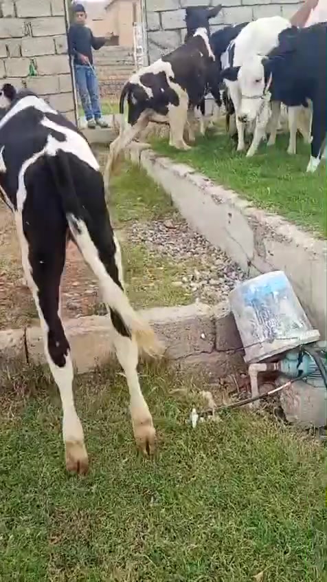 اباجير • ٩ قطع • جنس فول