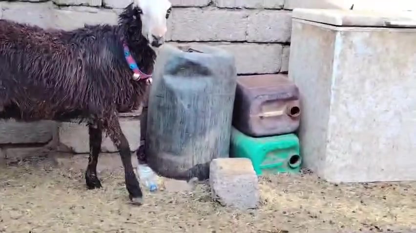 صلاح الدين بيجي • للبيع • درجى أولى