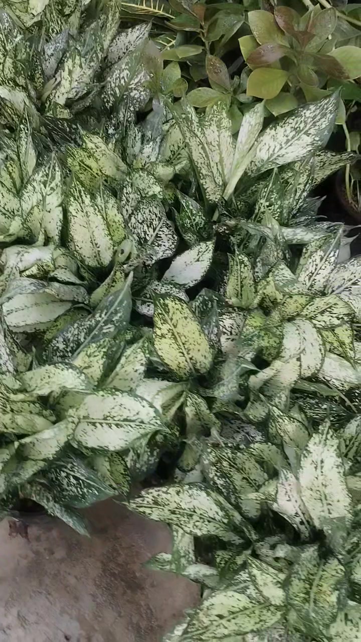مسا الخير والعافية عليكم حبايب
وجبة حلوة ومميزة من نبات الاكلونيميا والزامبيا وصلتنا اليوم
جمال نشاط وكثافة ماشاء الله
 بإذن الله راح تعجبكم
سعر الاكلونيميا وبهالنشاط فقط ٩ الاف دينار
سعر الزامبيا فقط ب٧٥٠٠
اللي يحب يحجز يراسلنا خاص او واتساب على الرقم *********** ويدلل
واللي يحب يزورنا عنواننا خانقين بختياري الثانيا نهاية شارع العصائب واسواق صالح حمود وعدنا توصيل داخل خانقين وجلولاء والسعدية راسلونا وتدللون
