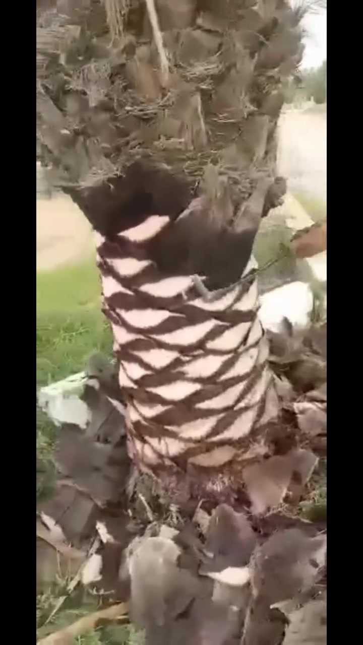 يتوفر 
سكين تكريب النخيل المصرية عمل يدوي الوكيل الحصري في العراق وكيل شركة الرضا لخدمات النخيل العنوان صلاح الدين الضلوعية يتوفر توصيل كافة انحاء العراق شرط الفحص والضمان

حسن شامل: للأستفسار ***********
***********
