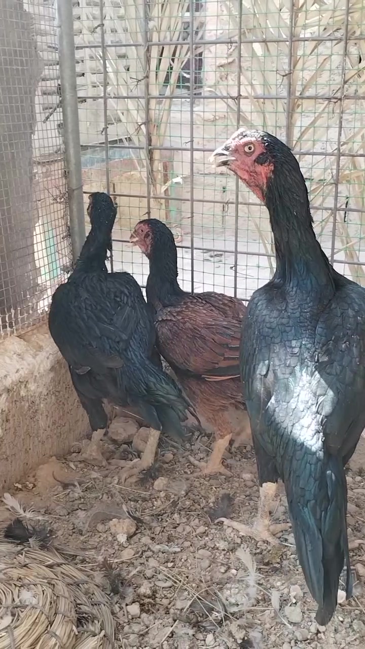 سلام عليكم يوجد شيش للبيع حايل ومال سنه تريد ذبح تريد جنيه حلوات انضاف سعر زوج55
و يضٱ قاز للبيع السعر 50زوج 

هراتي 3 دجاجات ويج 

***********

مكاني قضاء الحويجه ناحية عباسي
