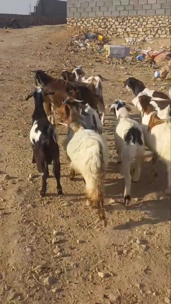 اللهم صلي على محمد
جدايه عدد 9 خشانه  فول شرط النصاح وعلى كل عيب كلشي يرهمن ربط ذبح جنيه بكيف الشراي عنوان حديثة الخفاجيه للستفسار اتصل وتدلل ***********
