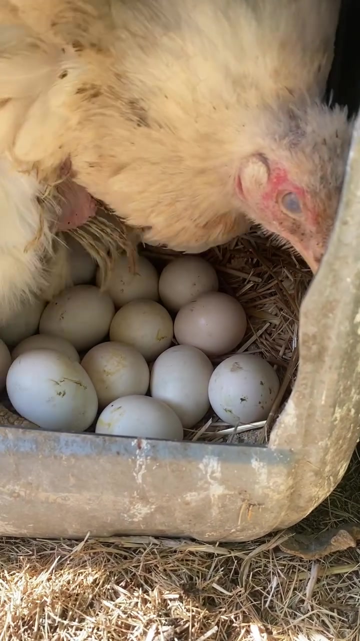 للبيع دجاجه عربيه اصيله كاركه صارلها 4تيام جوها 15بيضه مال شوكي وركابي بقري الشراي يجي خاص ويدلل ***********
