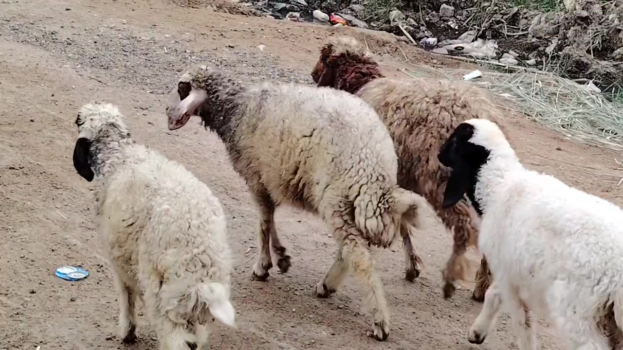 طليان نثايه • ٤ • الديوانية الشامية