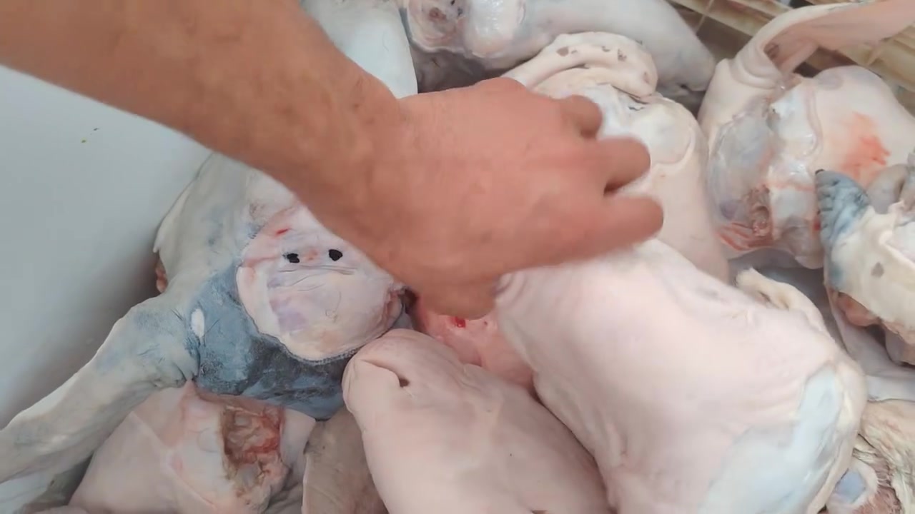 باچات • ٤ رجلين • مكسره
