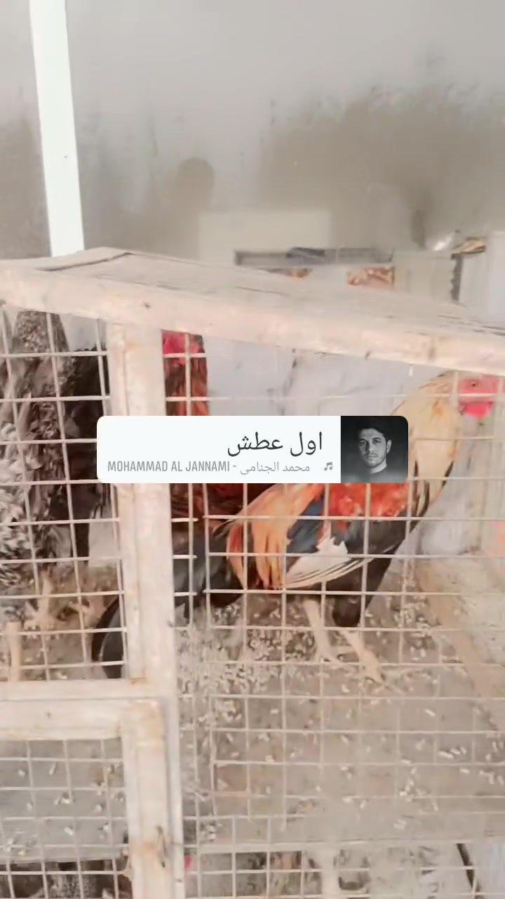 ديوگة • تربات بيت • عرب
