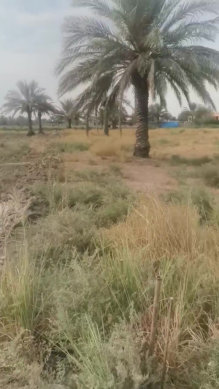 رضوانيه • سند ٢٥ • ٣٧٥٠م