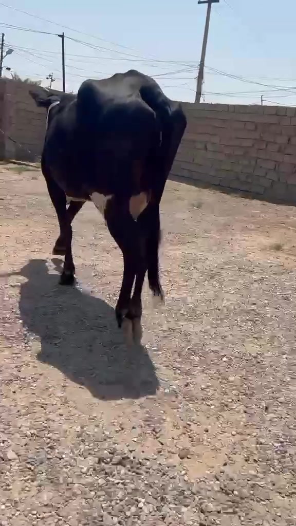 سلام عليكم بقره الجبه عل كل عيب
حليب خير من الله وشرط الدسامه السعر خاص الاستفسار على هذا رقم *********** العنوان ناحية الزاب ملاحظة يرهم مراوس بحلال

ملاحظة سعر مناسب
