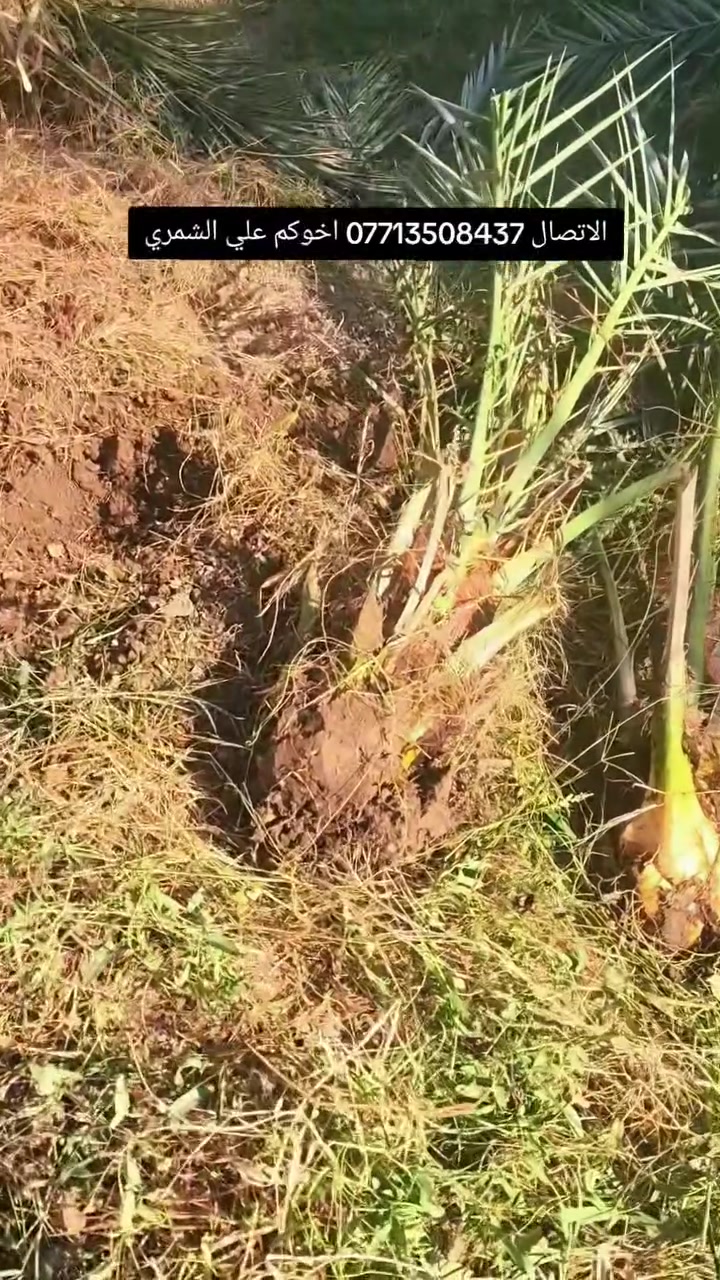 السلام عليكم بتاريخ/ 18/8/2026/ تم قلع  فسائل مجهول من تحت الام للاخ عامر من بغداد ايضا يتوفر فسائل برحي مجذرة احجام خشنة  وفسائل مجهول هذا بوصل ضمان لحين الاثمار  القلع بحضور المشتري الي راغب بالشراء عنواني واسط الصويرة لاتصال  *********** علي الشمري البيع النخيل
