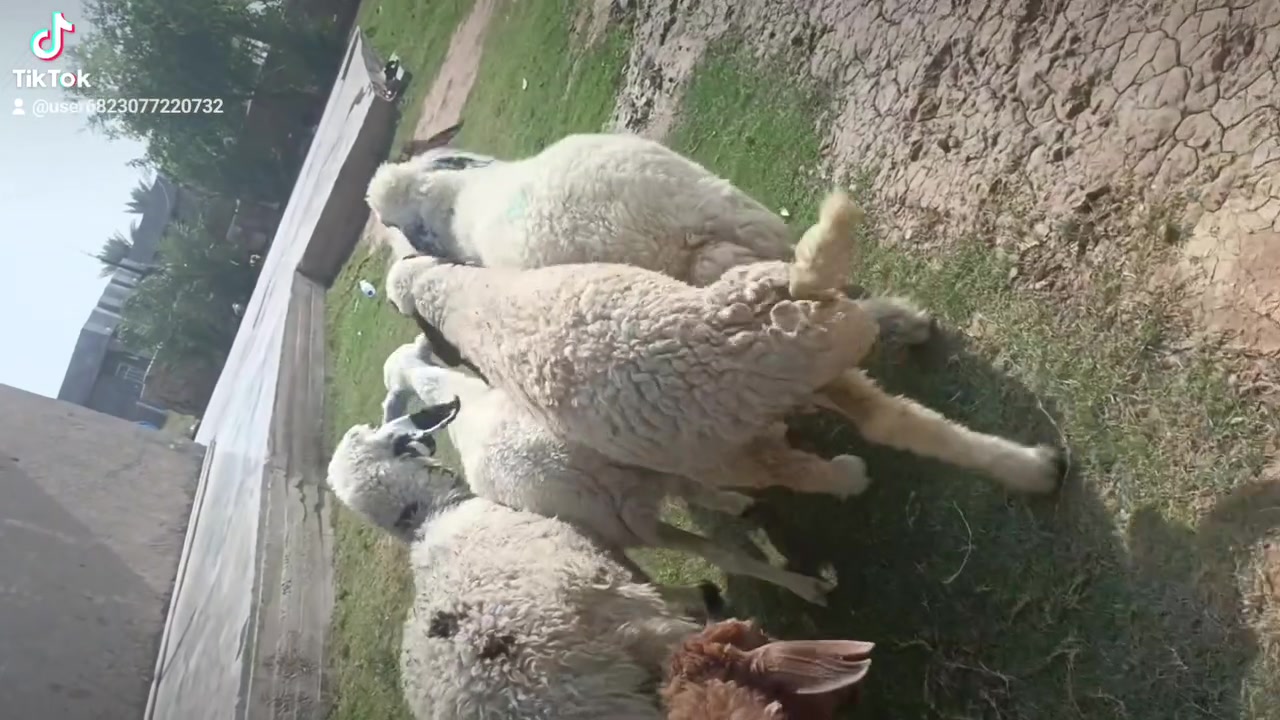 بسم الله ما شاء الله متاح للبيع  العدد 6 حلال درجه اولى كله على اول بطن وثاني بطن وين اللي يدور درجه اولى عشر فوق الثلاث اشهر خير من الله وين الجنه  عمي حلال خير من الله مكانه بغداد المشاهده قرب التاجي السعر خاص وين الجنه  عمي اللي تدور اصايل وحلوه (‪***********
