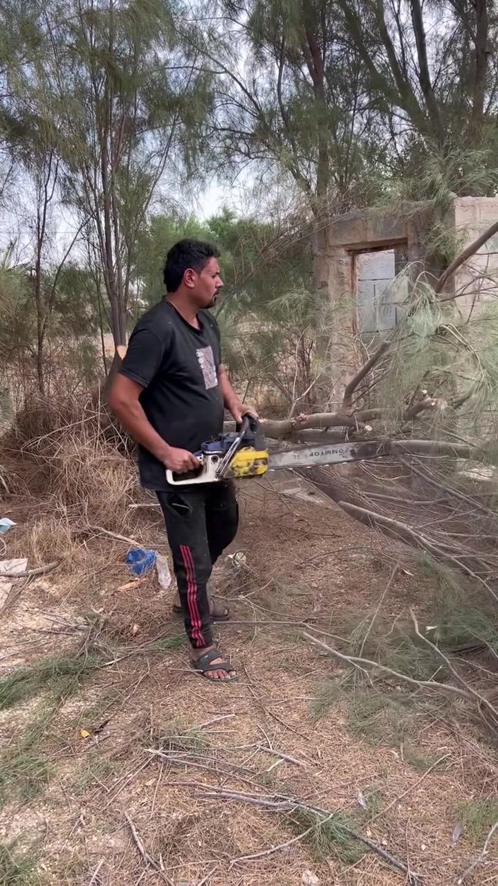 تقليم • كص • اثل اخضر
