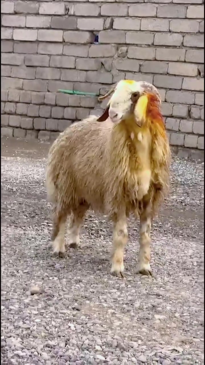 طلي شجري • درجة أولى • خط أول