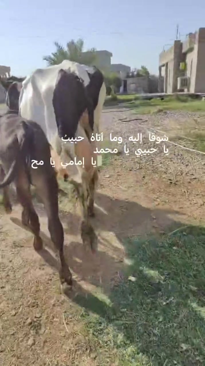 اللهم صلي وسلم وبارك على سيدنا محمد 🌺
بقره زراعيه رقم واحد وراها حوليه جيرسي جنس درجه اولى حليب 15 كيلو وشرط الدسامه مكفله على كل عيب كافت شروط الجني للاستفسار الاتصال على الرقم 
***********
ملاحضه يرهم مراوس بحلال العنوان الشرقاط قرية سديره سفلى السعر 3850 وبيها مجال
