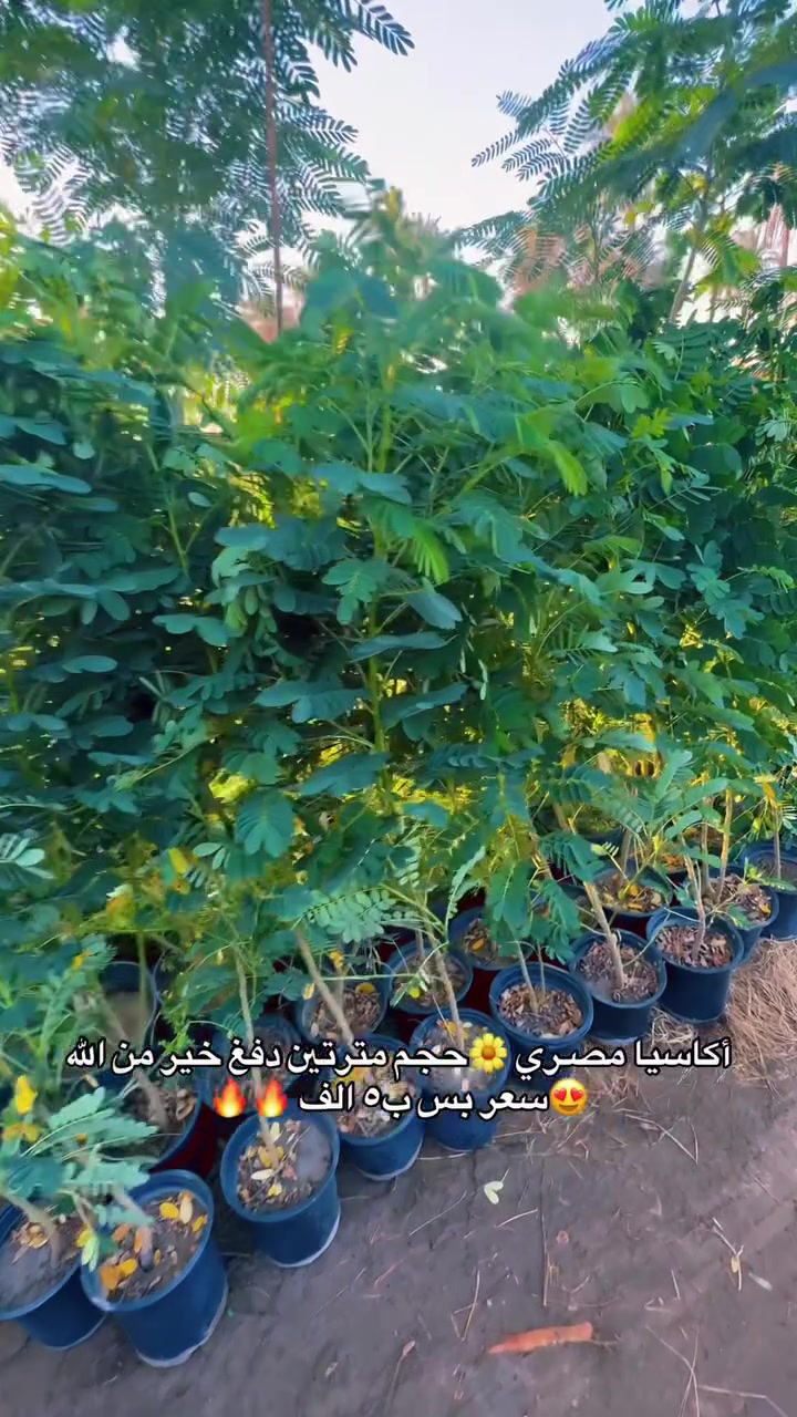أشجار خارجيه ب انسب لاسعار عروض بلاش 🌳😍🥹
شجره أكاسيا مصري 🌳🥹🌼

جاكندار البنفسجي 🌸
شجره السبحبح 

شجره البيزا 

شجره جهنميً 

ومتسلقي الجهنمي 

كل هاي تلكوهً يم مشتل الدجيل🧑‍🌾😍
لاستفسار ***********

توجد خدمه توصيل 🚚
