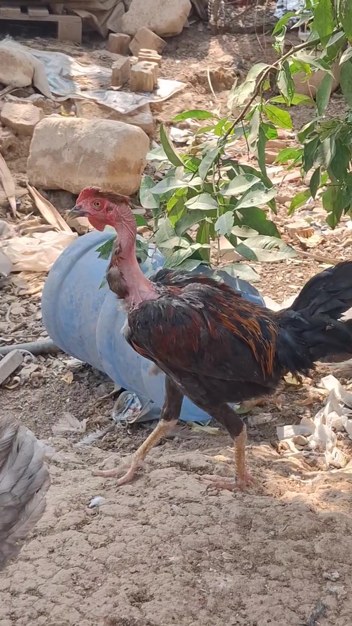 ديوكة • امهات ركيبة