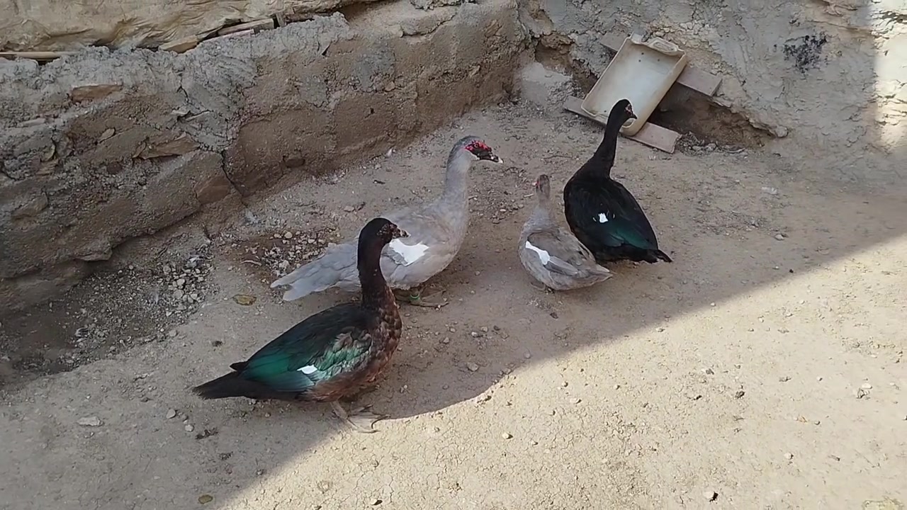 بط مسگوفي • رصاصي • استيراد