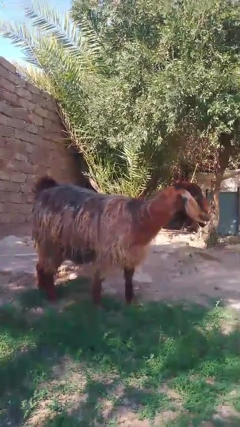 للبيع رقم هاتف ***********
