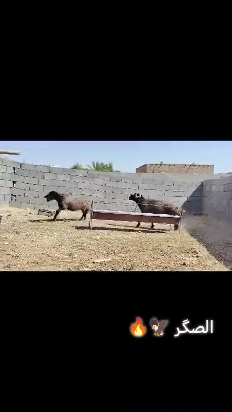بسم الله تبارك الرحمن ♥
اخوان ماشالله متاح فحل اسود اغر شرط لفحوليه هدد و كضب مبدل 4 سنون فحل خشان وطول فول نصاح شرط سعره 735 مكان الانبار حديثه وتوصيل موجود جميع محافضات العراق حسب لاتفاق الشراي يتصل وبي خير ويدلل *********** وبي واتساب

نص مكتوب في الصور:
- HONOR X9c