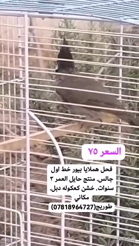 فحل هملايا • طيور • طوريج