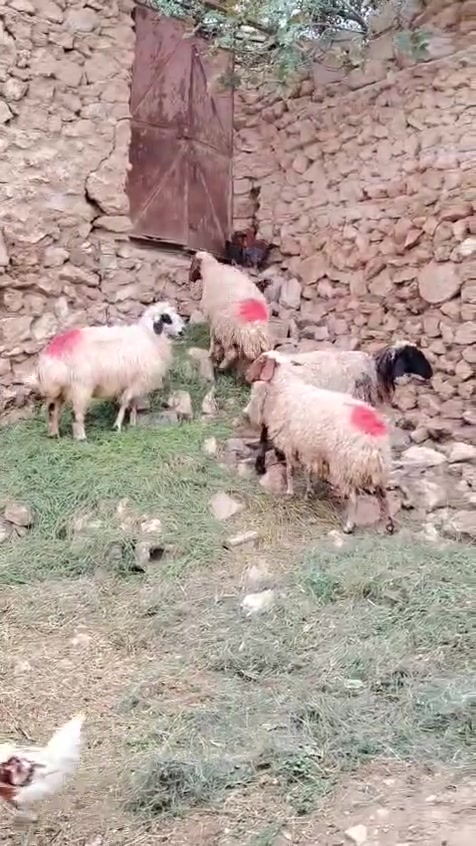 ٤ نعاج • فاخرات • توصيل