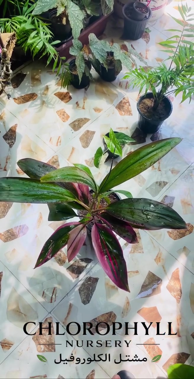 يتوفر نبات 🌱 كولدلين سعر القطعه 6000
📦 سارع بالحجز قبل نفاذ الكمية
🚚التوصيل داخل الموصل فقط ( الأيسر والأيمن) 
📬للحجز والاستفسار *********** 📞 واتساب
 مشتل الكلوروفيل🍀
 #الزراعه #الزراعة #النباتات #نباتات #نباتات_منزلية #نباتات_زينه #نباتات_زينة #عالم_الزراعة #الموصل
