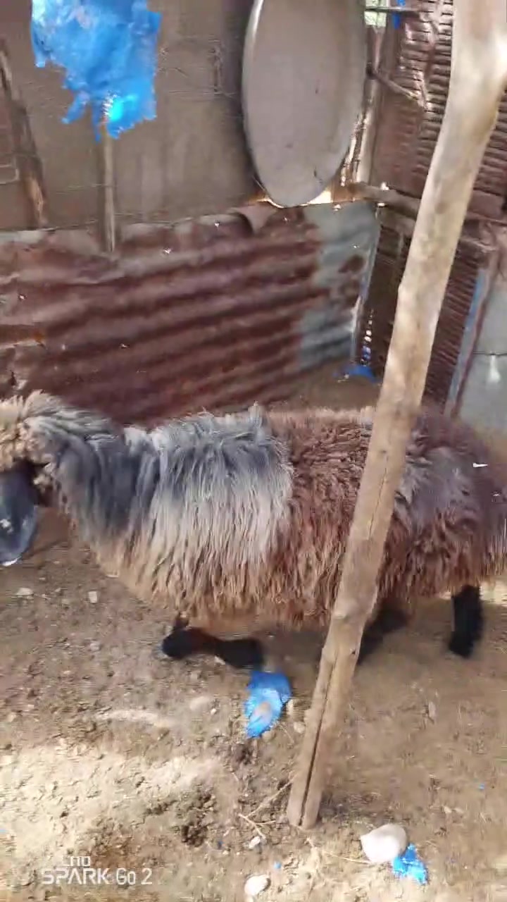 متاح زوج نعاج حلوات مالات جنيه الشكره حاطه فحص سونار والسوده عشره شهرين عله حض راعيهه بس ابيع فارغ نعاج مالات جنيه حيل حلوات صور سنونهن بل تعليق سعر الزوج 760 الف المكان لانبار حديثه الرقم ***********
