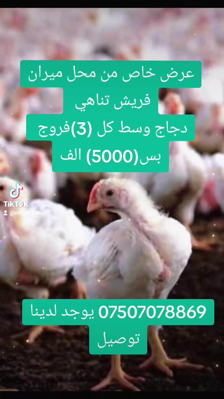 على بركة الله ❤️
وجبة جديدة من دجاج ابيض حجم كبير 🐔

سعر الكيلو :(( 2500 )) دينار
#تنظيف_مجانا
____________________________________

محل ميران لبيع دجاج الحي والمذبوح 🐔🐓
جهي ميران بو فروتنا مريشكي ساغ 🐔🐓

العنوان تناهي شارع السوق خلف مجمع افروسيتي مقابل بيتزا تورينو
للاستعلام التواصل على الواتس اب
***********
