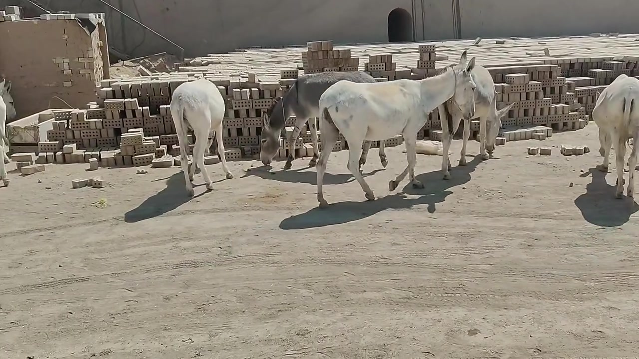 سلام عليكم طرش شرط
مال تعباء ***********
