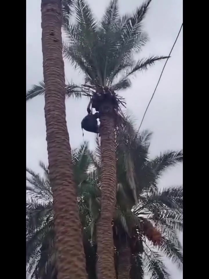 تنظيف النخل • تحويش عناكيد • الزوية