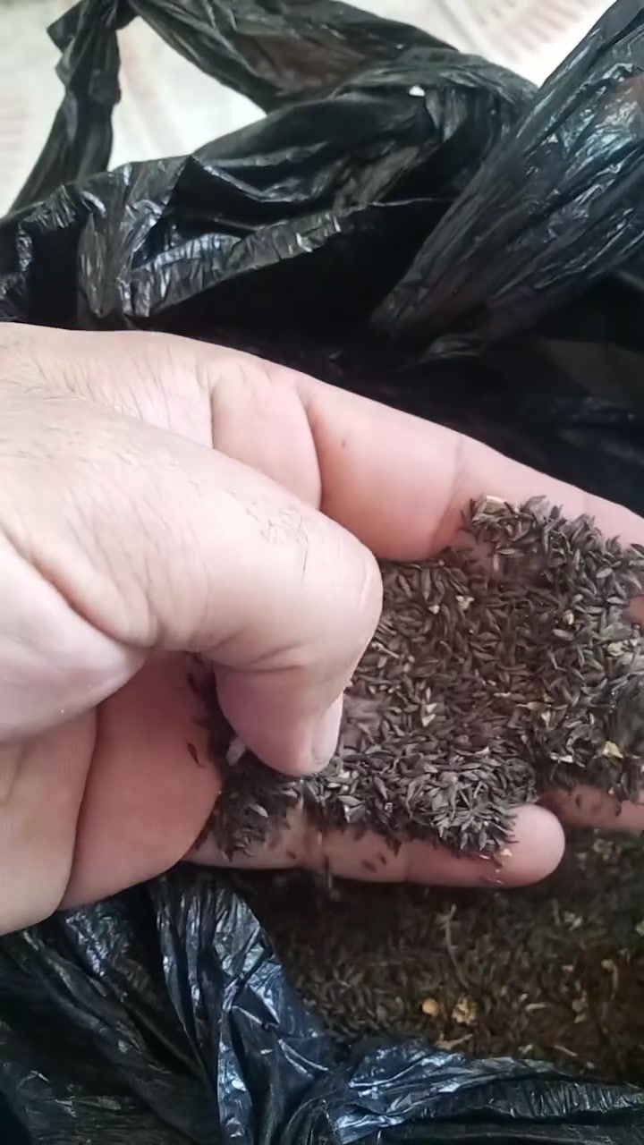 متوفر بذور خس سويدي مال فلاحنا فلاح الرفاعي بذور نضافة ونوعية نبيعها بالضمان للاستفسار مرسلتنا خاص او الاتصال على الرقم *********** او زيارة مكتبنا ذي قار الرفاعي خلف كلية الزراعة مكتب جنائن ذي قار الزراعي
