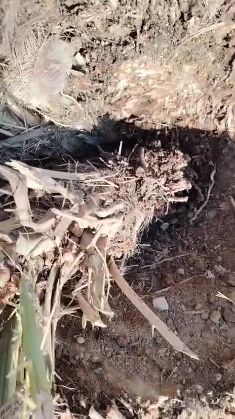 السلام عليكم ورحمة الله وبركاته
يتوفر فسائل شويثي اصفر مجذر بالام وبسندانه
ويتوفر فسائل شكر وخضراوي وزهدي وديري ب٤ مع القلع
ويتوفر فسائل بلكات مجذر وقلع
المكان قريب الرميثه
اليريد يجي خاص اويتصل ***********
ويتوفر توصيل لكافه محافظات العراق
ونتعهد بالصنف لحين الاثمار مع وصل ضمان بالصنف تضمن بيه حقك
