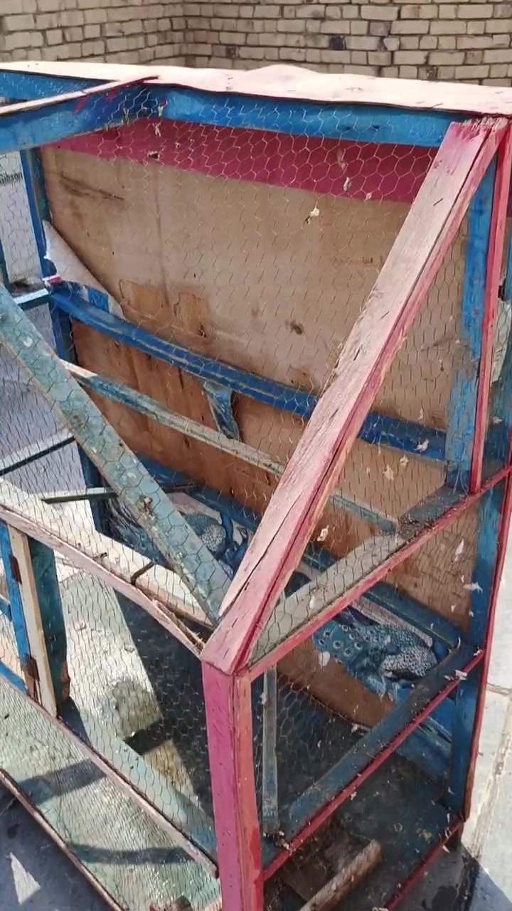 قفص • نضيف • شراي