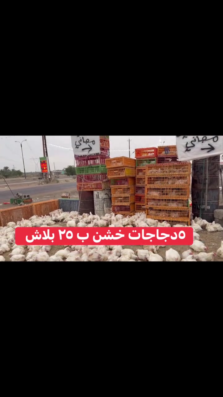 دجاج خشن • دجاج دبل • تنضيف مجاني