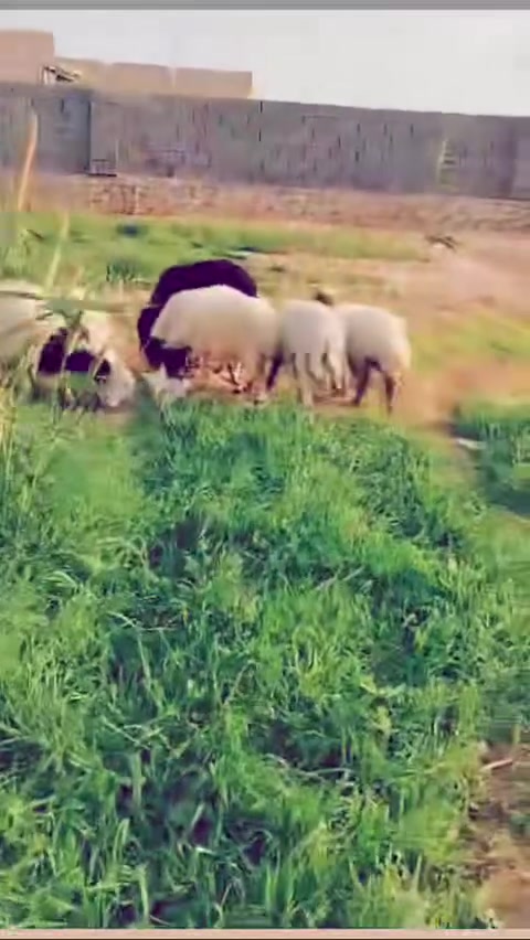الخفاجيه • ٦ فطايم ١ طلي • توصيل