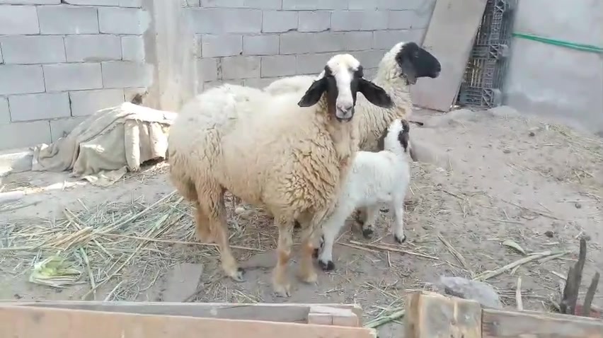 حلال للبيع • القرنه بني منصور