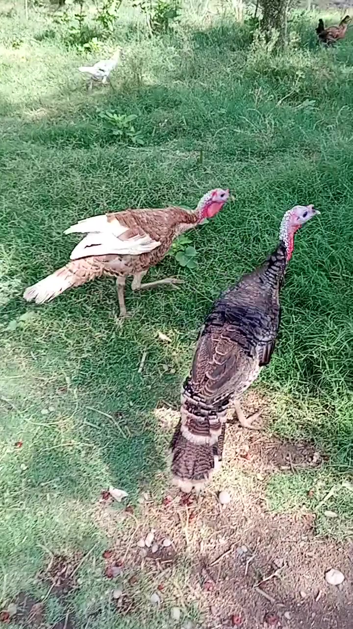 ديوكه • شيش