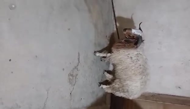 للبيع • حديثه الشيخ حديد • مكلف