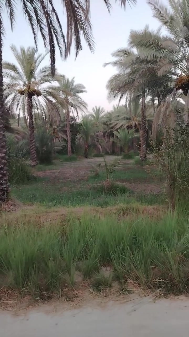 دونم للبيع بستان طابو زراعي سند 25 تحويل مباشر للمشتري موقع شارع الحسينيه منطقة العسافيات قرب العطيشي  واجه 35 متر مغروس ا النخيل  خدمات كامله يصلح سكن دار استراحه 
***********

