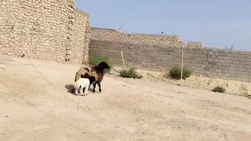 ثنيه رغوث • أول بطن • مكفولة
