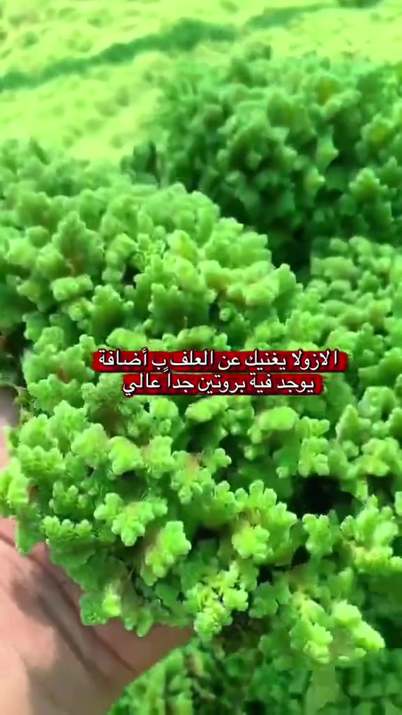 أزولا • علف طبيعي • واسط