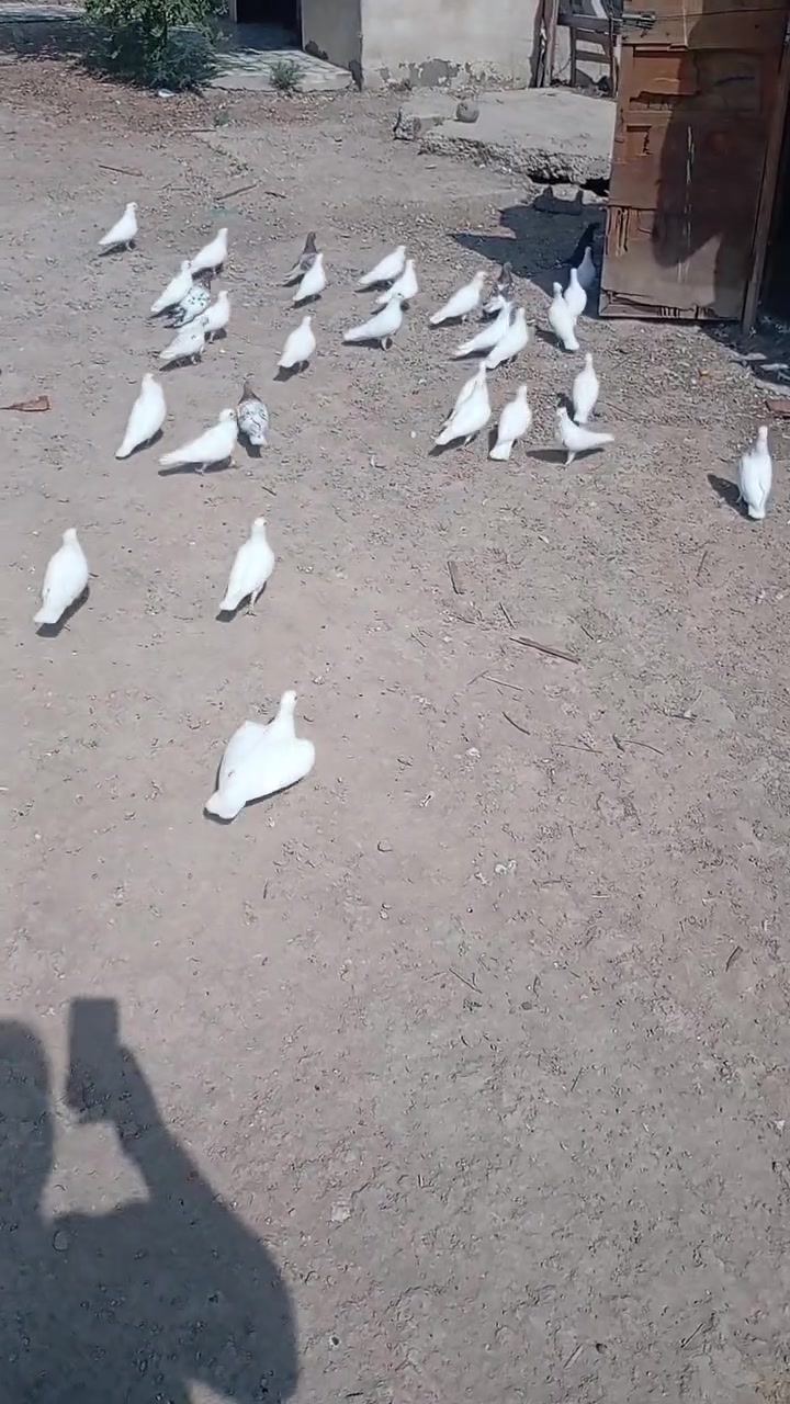 طيور • للبيع • نعمانيه